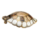 864-MOP/ED - Nature - Turtle Cabinet Pull